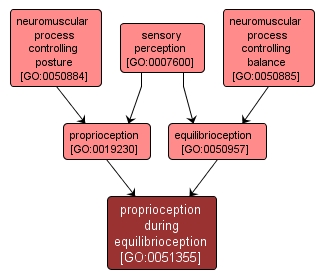 GO:0051355 - proprioception during equilibrioception (interactive image map)