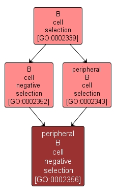 GO:0002356 - peripheral B cell negative selection (interactive image map)