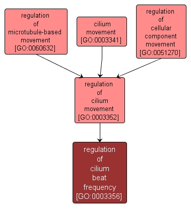 GO:0003356 - regulation of cilium beat frequency (interactive image map)