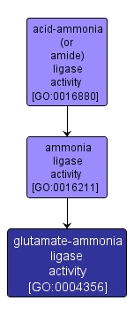 GO:0004356 - glutamate-ammonia ligase activity (interactive image map)