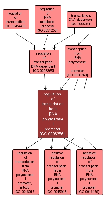 GO:0006356 - regulation of transcription from RNA polymerase I promoter (interactive image map)