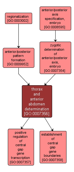 GO:0007356 - thorax and anterior abdomen determination (interactive image map)
