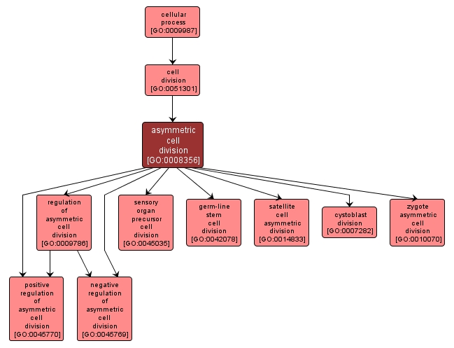 GO:0008356 - asymmetric cell division (interactive image map)