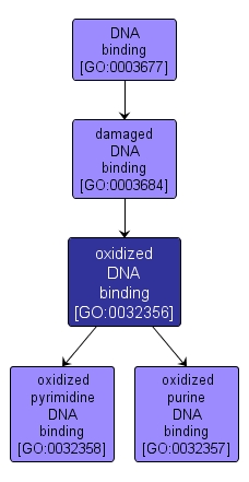 GO:0032356 - oxidized DNA binding (interactive image map)