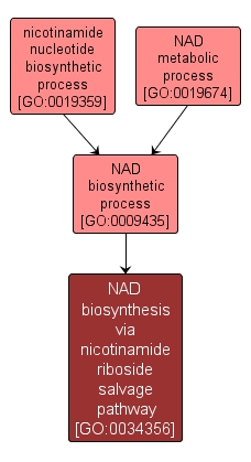 GO:0034356 - NAD biosynthesis via nicotinamide riboside salvage pathway (interactive image map)