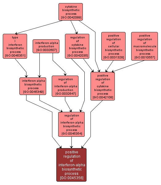 GO:0045356 - positive regulation of interferon-alpha biosynthetic process (interactive image map)