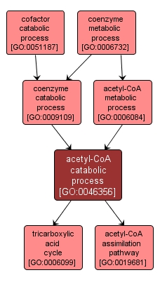 GO:0046356 - acetyl-CoA catabolic process (interactive image map)