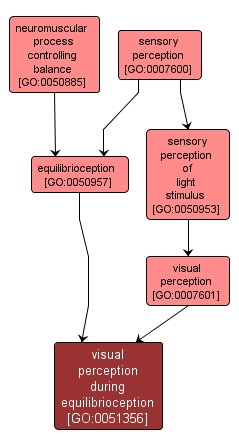 GO:0051356 - visual perception during equilibrioception (interactive image map)