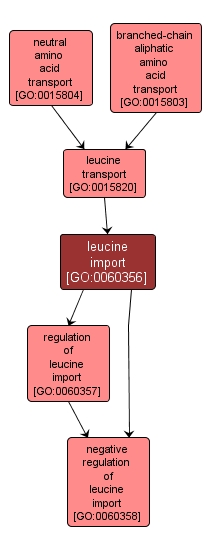 GO:0060356 - leucine import (interactive image map)