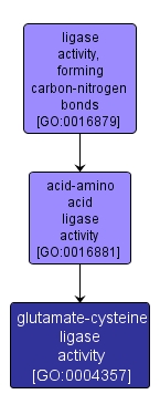 GO:0004357 - glutamate-cysteine ligase activity (interactive image map)