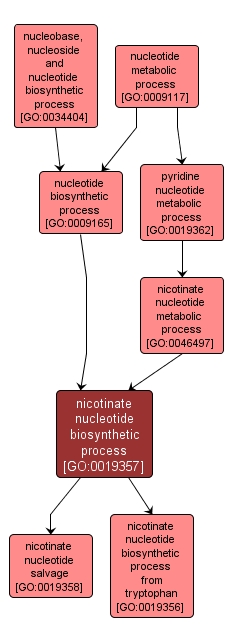 GO:0019357 - nicotinate nucleotide biosynthetic process (interactive image map)