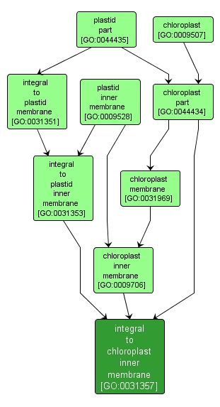 GO:0031357 - integral to chloroplast inner membrane (interactive image map)