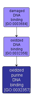 GO:0032357 - oxidized purine DNA binding (interactive image map)
