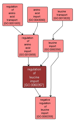 GO:0060357 - regulation of leucine import (interactive image map)
