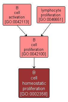 GO:0002358 - B cell homeostatic proliferation (interactive image map)