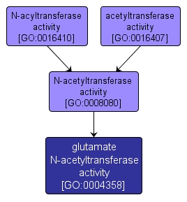 GO:0004358 - glutamate N-acetyltransferase activity (interactive image map)