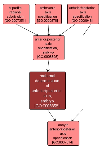 GO:0008358 - maternal determination of anterior/posterior axis, embryo (interactive image map)