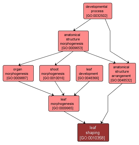 GO:0010358 - leaf shaping (interactive image map)