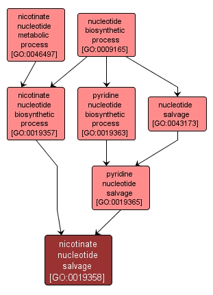 GO:0019358 - nicotinate nucleotide salvage (interactive image map)