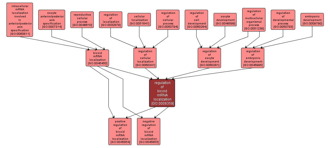 GO:0008359 - regulation of bicoid mRNA localization (interactive image map)