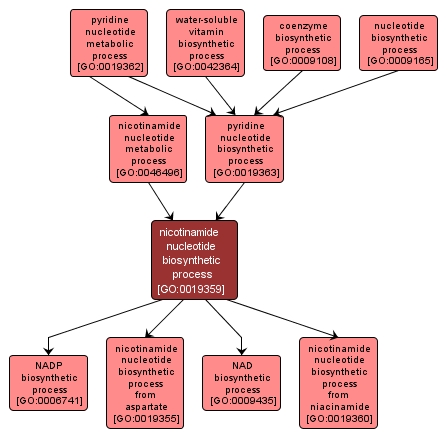 GO:0019359 - nicotinamide nucleotide biosynthetic process (interactive image map)