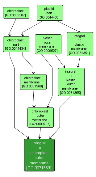 GO:0031359 - integral to chloroplast outer membrane (interactive image map)