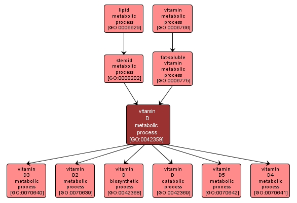 GO:0042359 - vitamin D metabolic process (interactive image map)