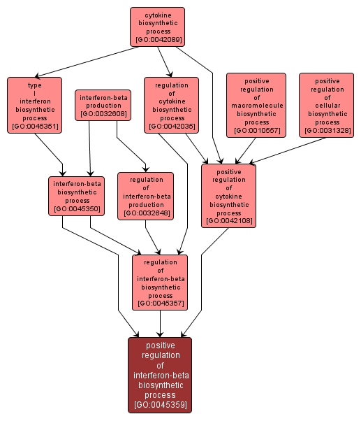 GO:0045359 - positive regulation of interferon-beta biosynthetic process (interactive image map)