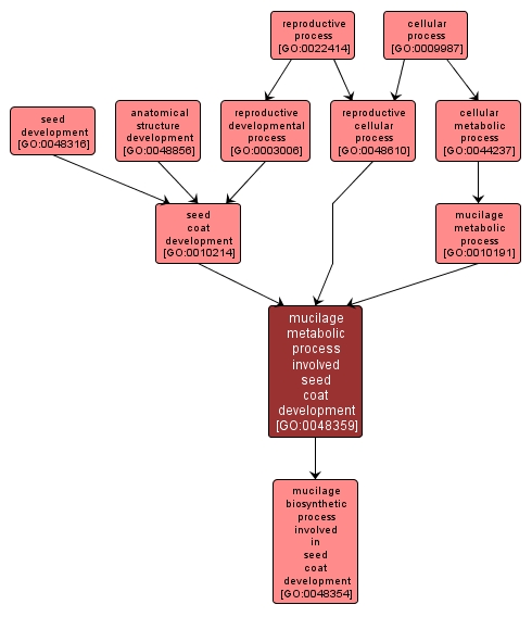 GO:0048359 - mucilage metabolic process involved seed coat development (interactive image map)