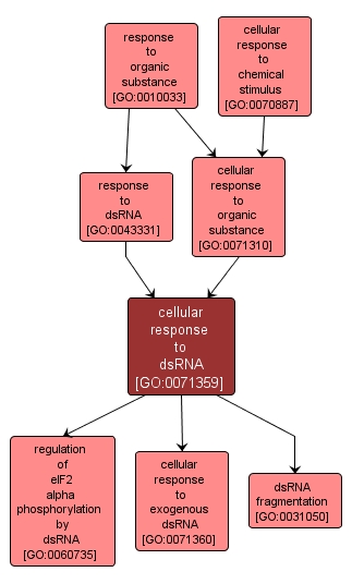 GO:0071359 - cellular response to dsRNA (interactive image map)