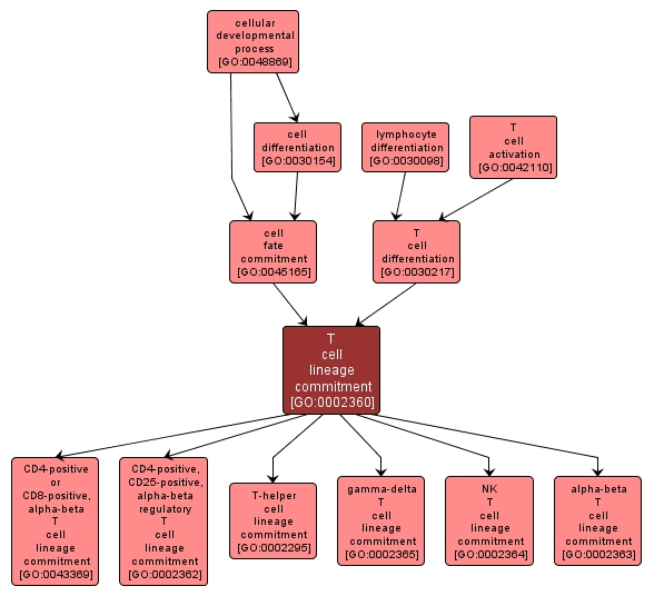 GO:0002360 - T cell lineage commitment (interactive image map)
