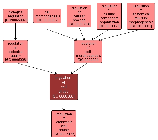 GO:0008360 - regulation of cell shape (interactive image map)