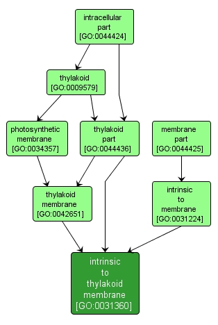 GO:0031360 - intrinsic to thylakoid membrane (interactive image map)