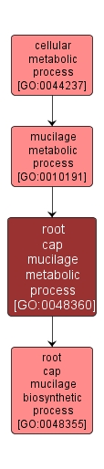 GO:0048360 - root cap mucilage metabolic process (interactive image map)