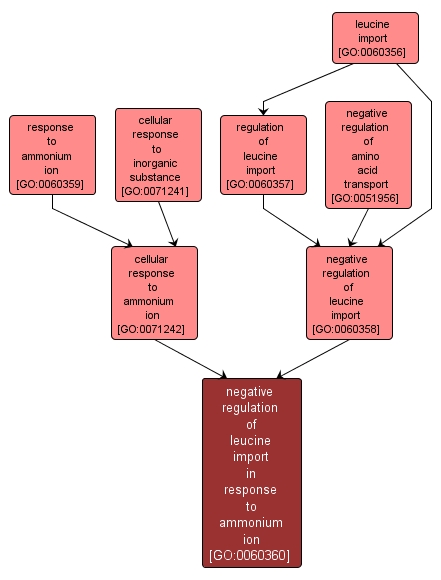 GO:0060360 - negative regulation of leucine import in response to ammonium ion (interactive image map)