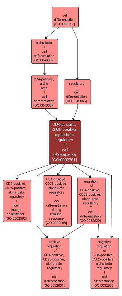 GO:0002361 - CD4-positive, CD25-positive, alpha-beta regulatory T cell differentiation (interactive image map)