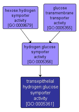 GO:0005361 - transepithelial hydrogen:glucose symporter activity (interactive image map)