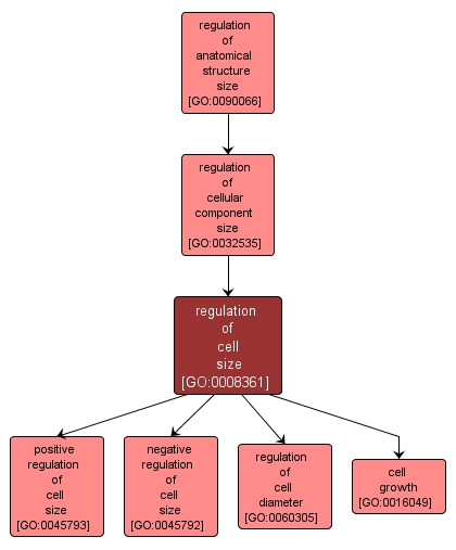 GO:0008361 - regulation of cell size (interactive image map)