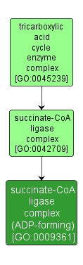 GO:0009361 - succinate-CoA ligase complex (ADP-forming) (interactive image map)