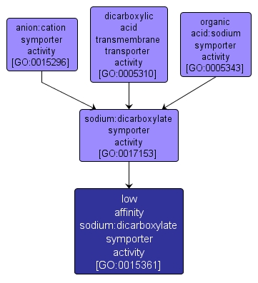 GO:0015361 - low affinity sodium:dicarboxylate symporter activity (interactive image map)
