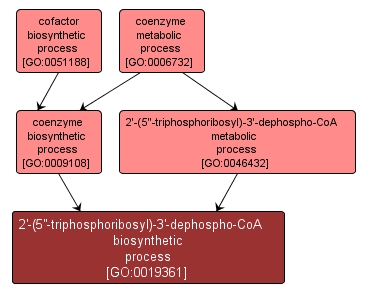 GO:0019361 - 2'-(5''-triphosphoribosyl)-3'-dephospho-CoA biosynthetic process (interactive image map)