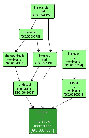 GO:0031361 - integral to thylakoid membrane (interactive image map)