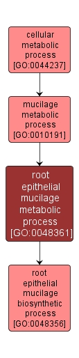GO:0048361 - root epithelial mucilage metabolic process (interactive image map)