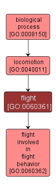 GO:0060361 - flight (interactive image map)