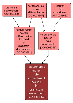 GO:0003362 - noradrenergic neuron fate commitment involved in brainstem development (interactive image map)