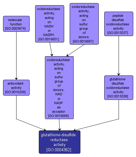 GO:0004362 - glutathione-disulfide reductase activity (interactive image map)