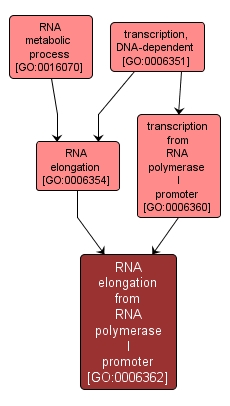 GO:0006362 - RNA elongation from RNA polymerase I promoter (interactive image map)