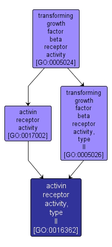 GO:0016362 - activin receptor activity, type II (interactive image map)