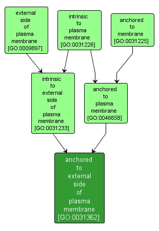 GO:0031362 - anchored to external side of plasma membrane (interactive image map)