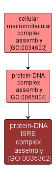 GO:0035362 - protein-DNA ISRE complex assembly (interactive image map)
